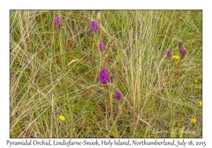 Pyramidal Orchids