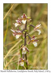 Marsh Helleborine