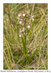 Marsh Helleborine