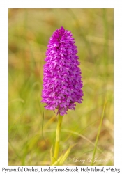 Pyramidal Orchid