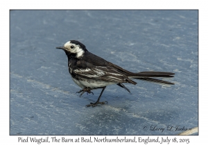 Pied Wagtail