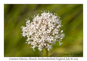 Common Valerian