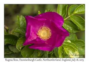 Rugosa Rose