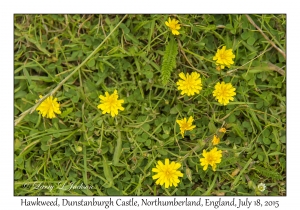 Hawkweed