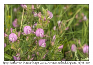 Spiny Restharrow