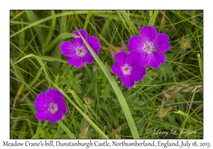 Geranium pratense