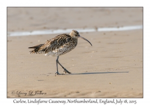 Curlew