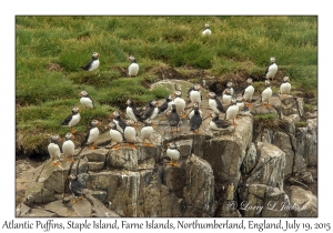 Atlantic Puffins