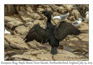 European Shag