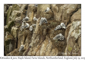 Kittiwakes & juveniles