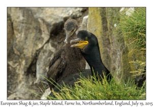 European Shag & juvenile