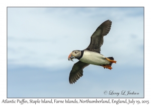 Atlantic Puffin