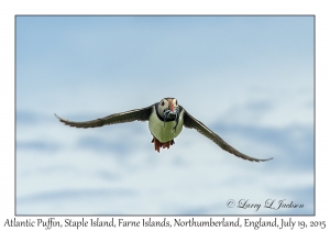 Atlantic Puffin