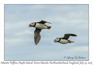 Atlantic Puffins