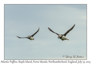 Atlantic Puffins