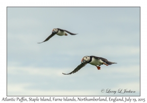 Atlantic Puffins