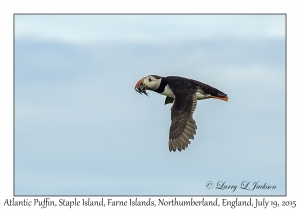 Atlantic Puffin