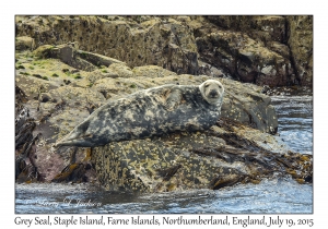 Grey Seal