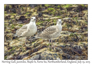 Herring Gull, juveniles