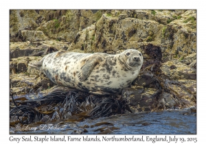 Grey Seal