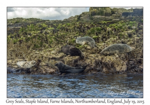 Grey Seals