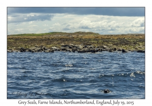 Grey Seals