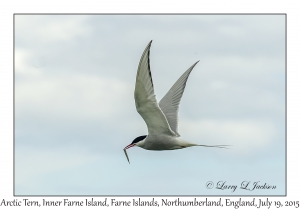 Arctic Tern