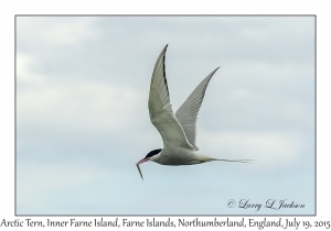 Arctic Tern