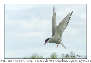 Arctic Tern