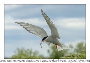 Arctic Tern