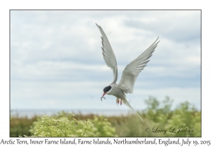 Arctic Tern