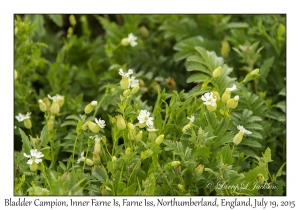 Bladder Campion