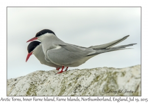 Arctic Terns