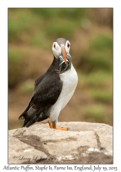 Atlantic Puffin