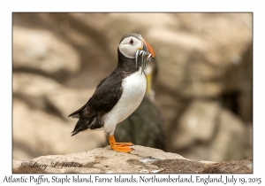 Atlantic Puffin