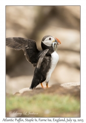 Atlantic Puffin