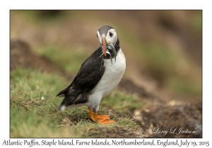 Atlantic Puffin