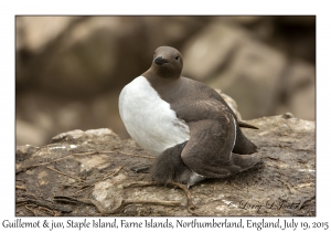 Guillemot & juvenile