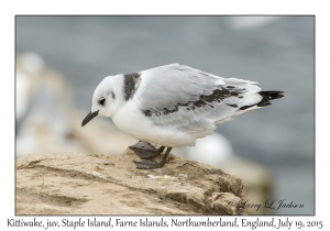 Kittiwake, juvenile