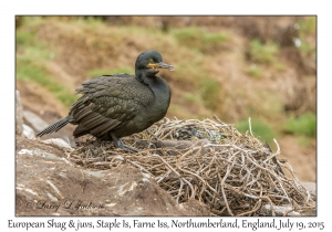 European Shag & juveniles