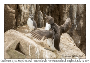 Guillemot & juvenile