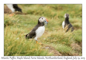 Atlantic Puffin