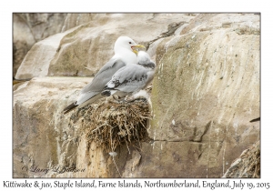 Kittiwake & juvenile