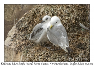 Kittiwake & juvenile