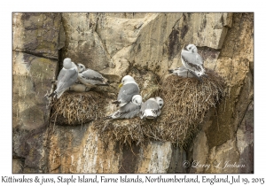 Kittiwakes & juveniles