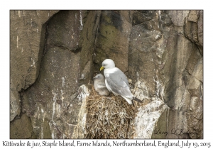 Kittiwake & juvenile