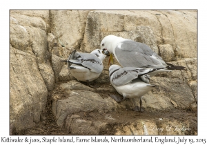 Kittiwake & juveniles