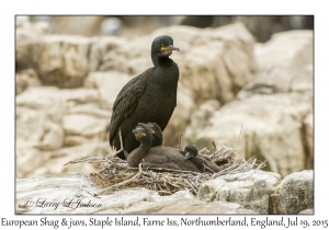 European Shag & juveniles