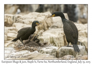 European Shags & juveniles