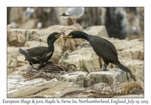 European Shags & juveniles